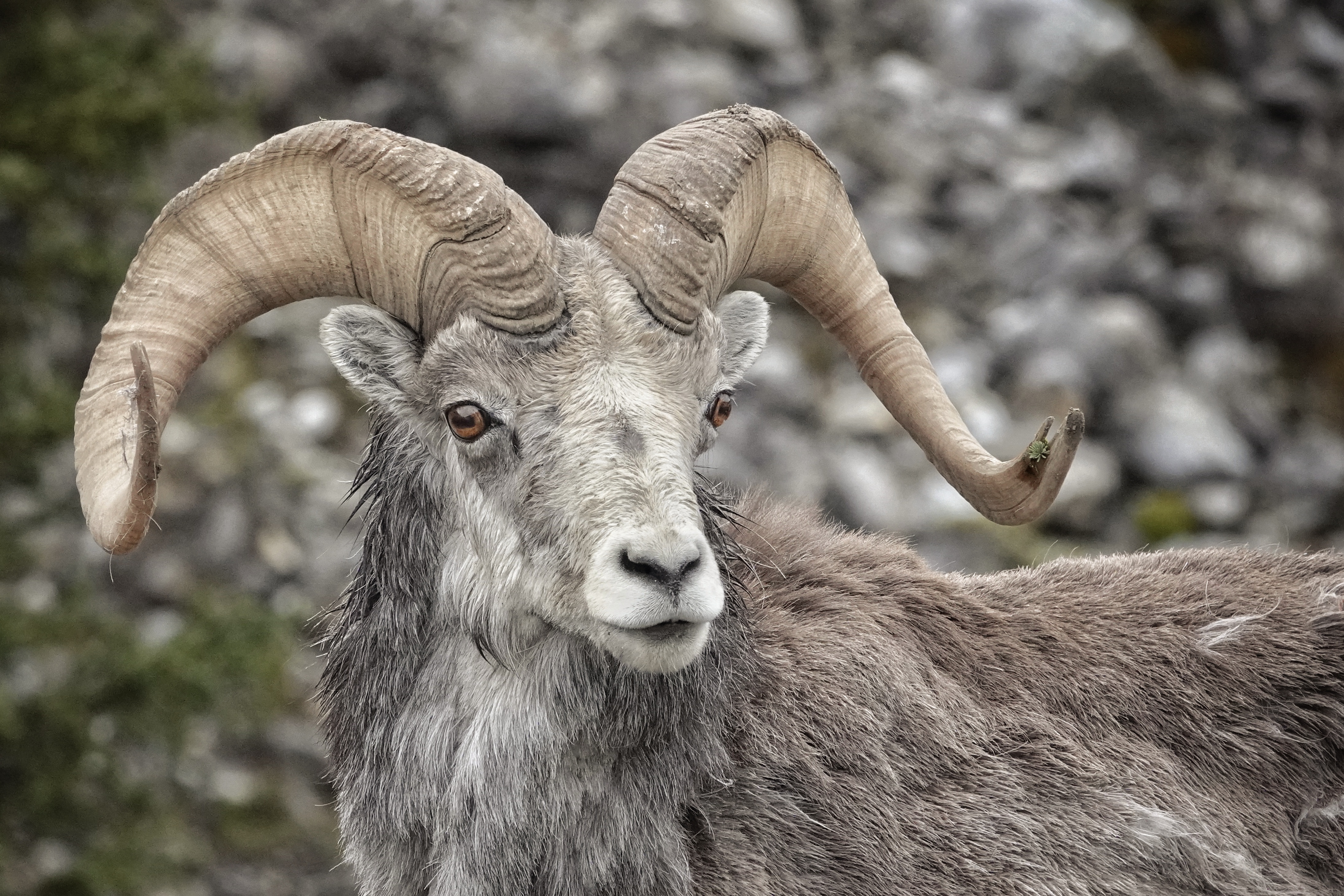 Mouflon dans un paysage rocheux